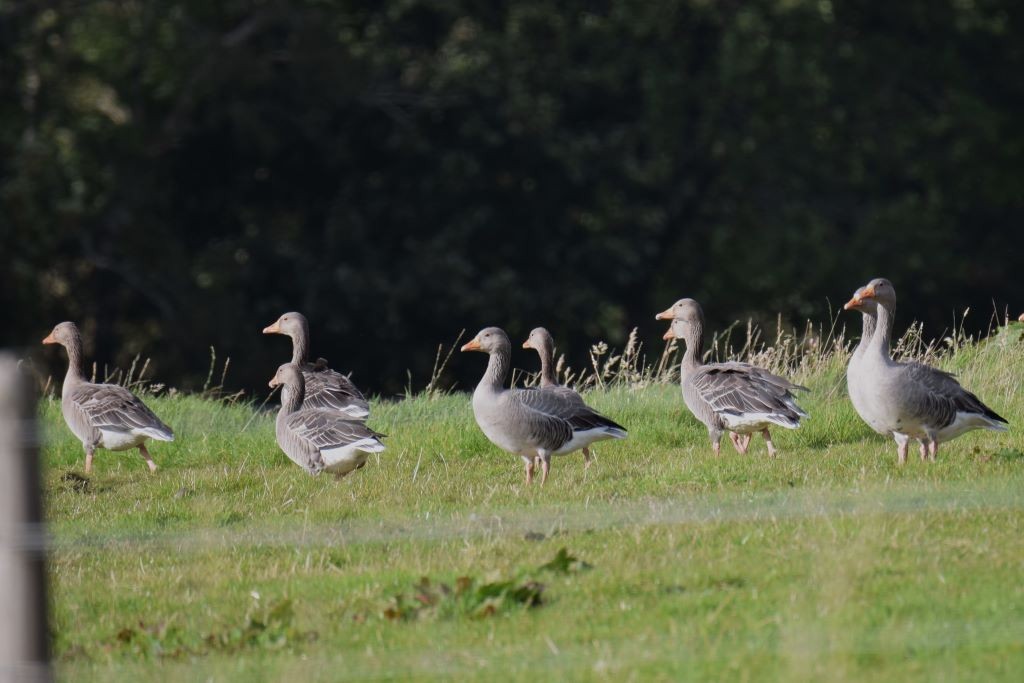 Graylag Goose - ML624038881