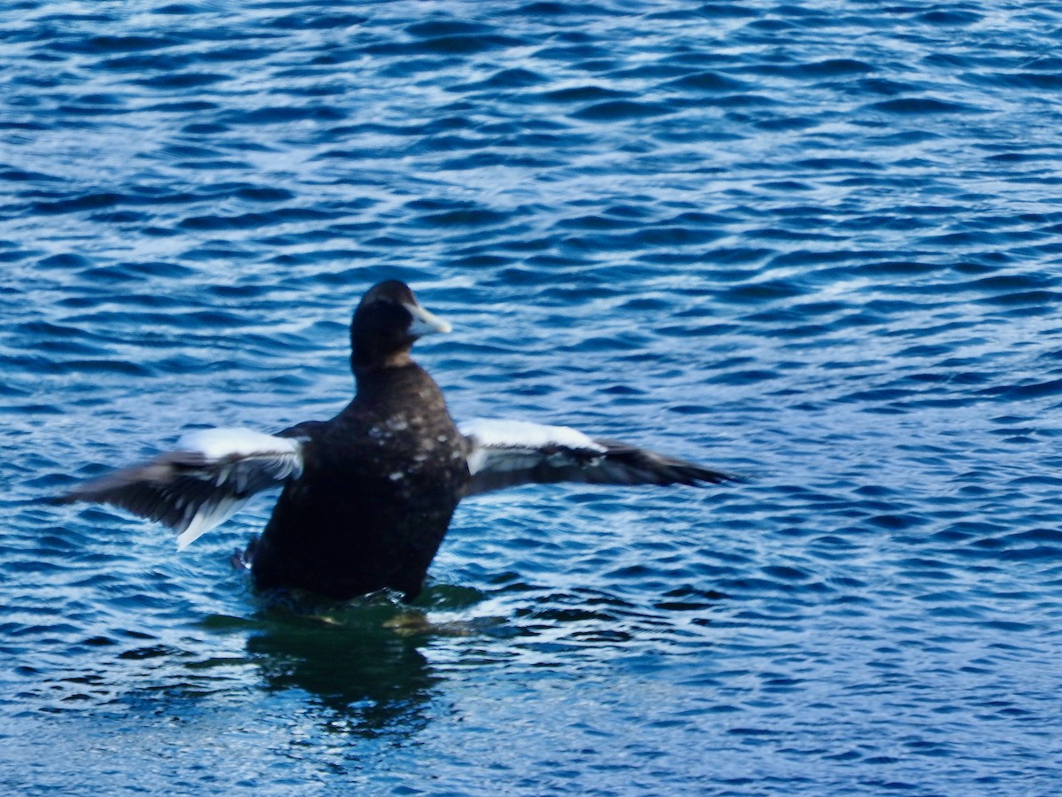 Common Eider - ML624038885