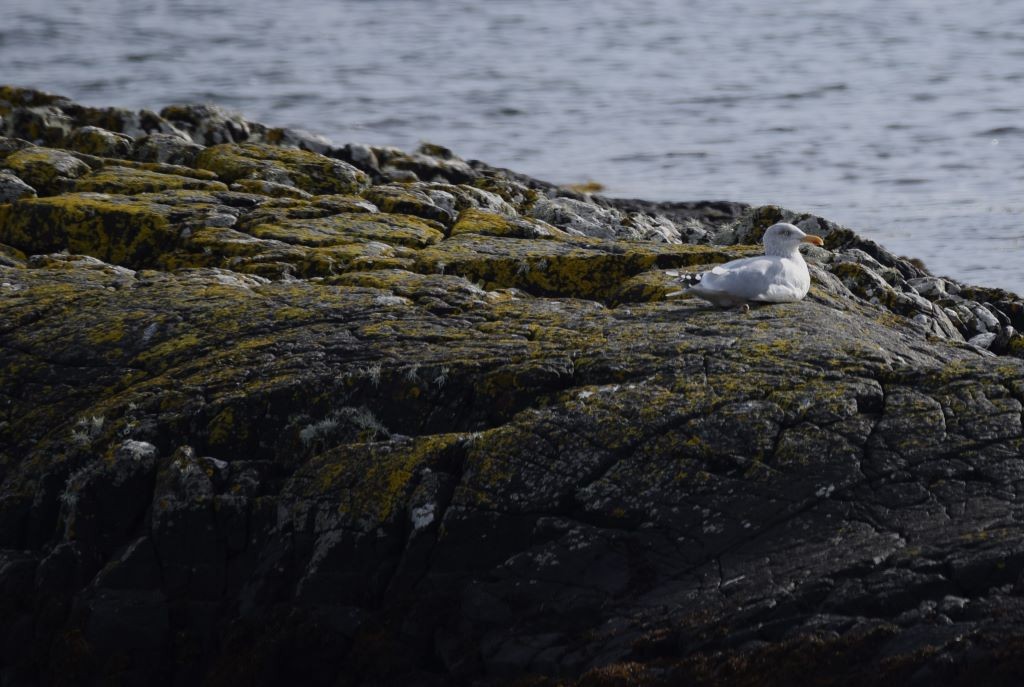 Gaviota Argéntea - ML624038887