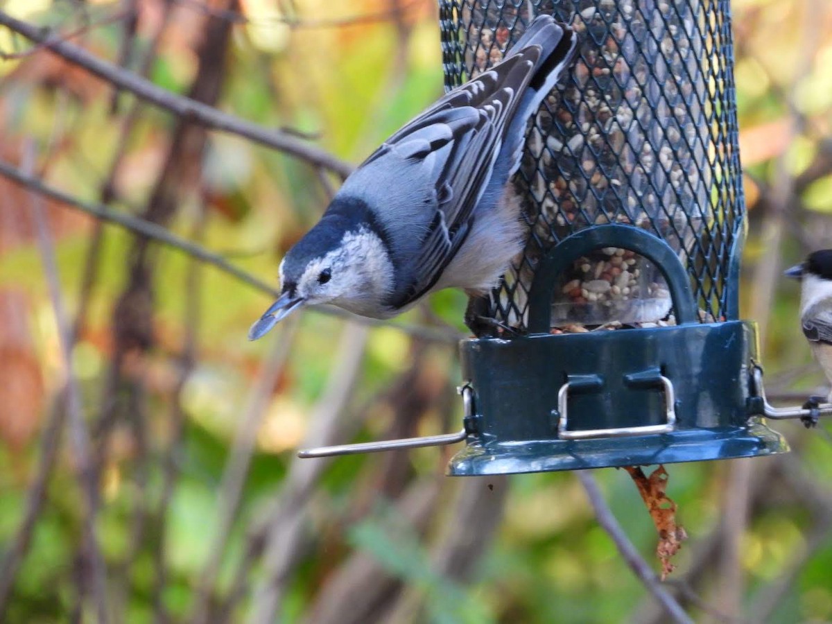 White-breasted Nuthatch - ML624038889