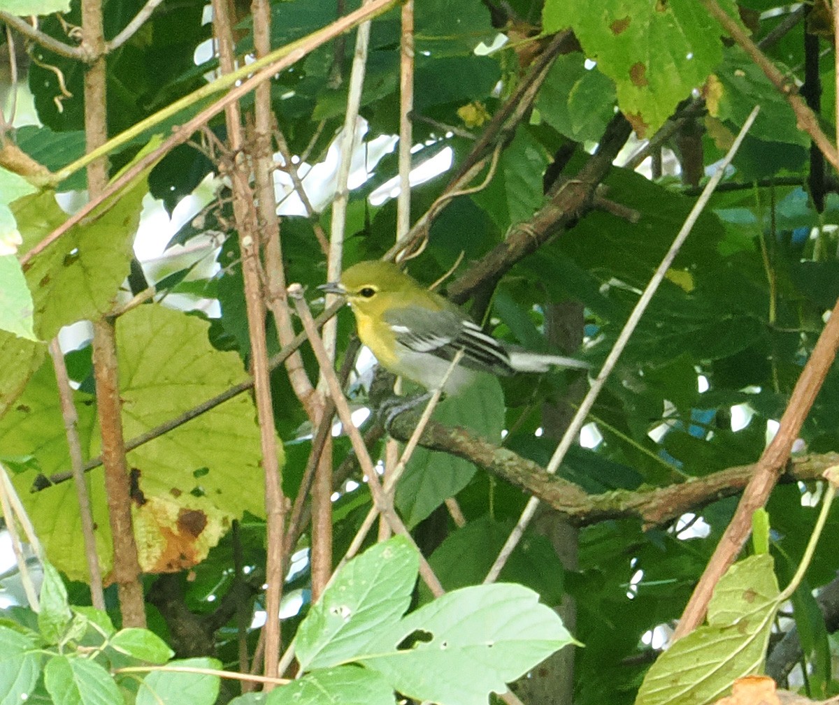 Yellow-throated Vireo - ML624038898