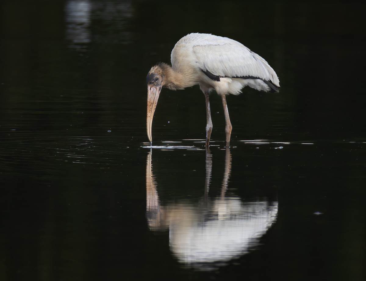 Wood Stork - ML624038921