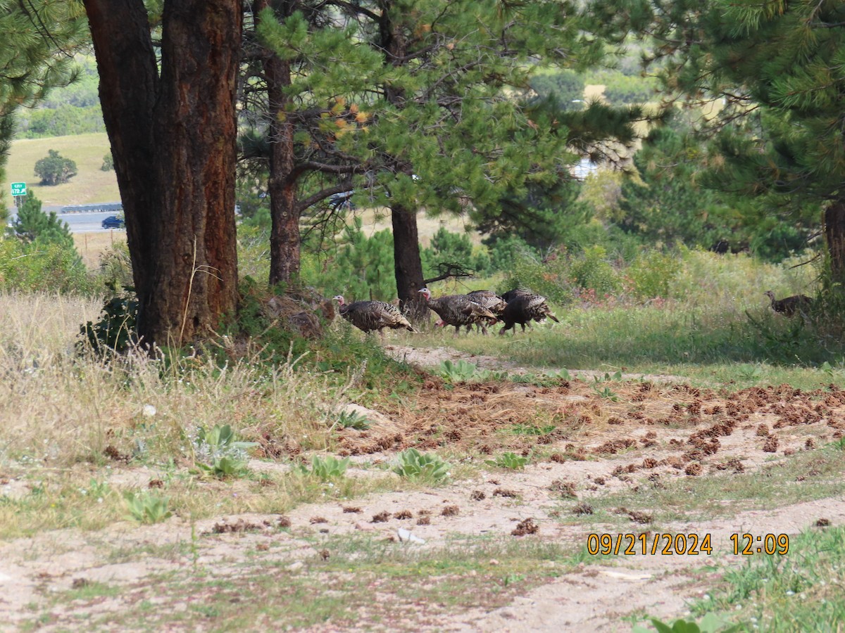 Wild Turkey - ML624038951