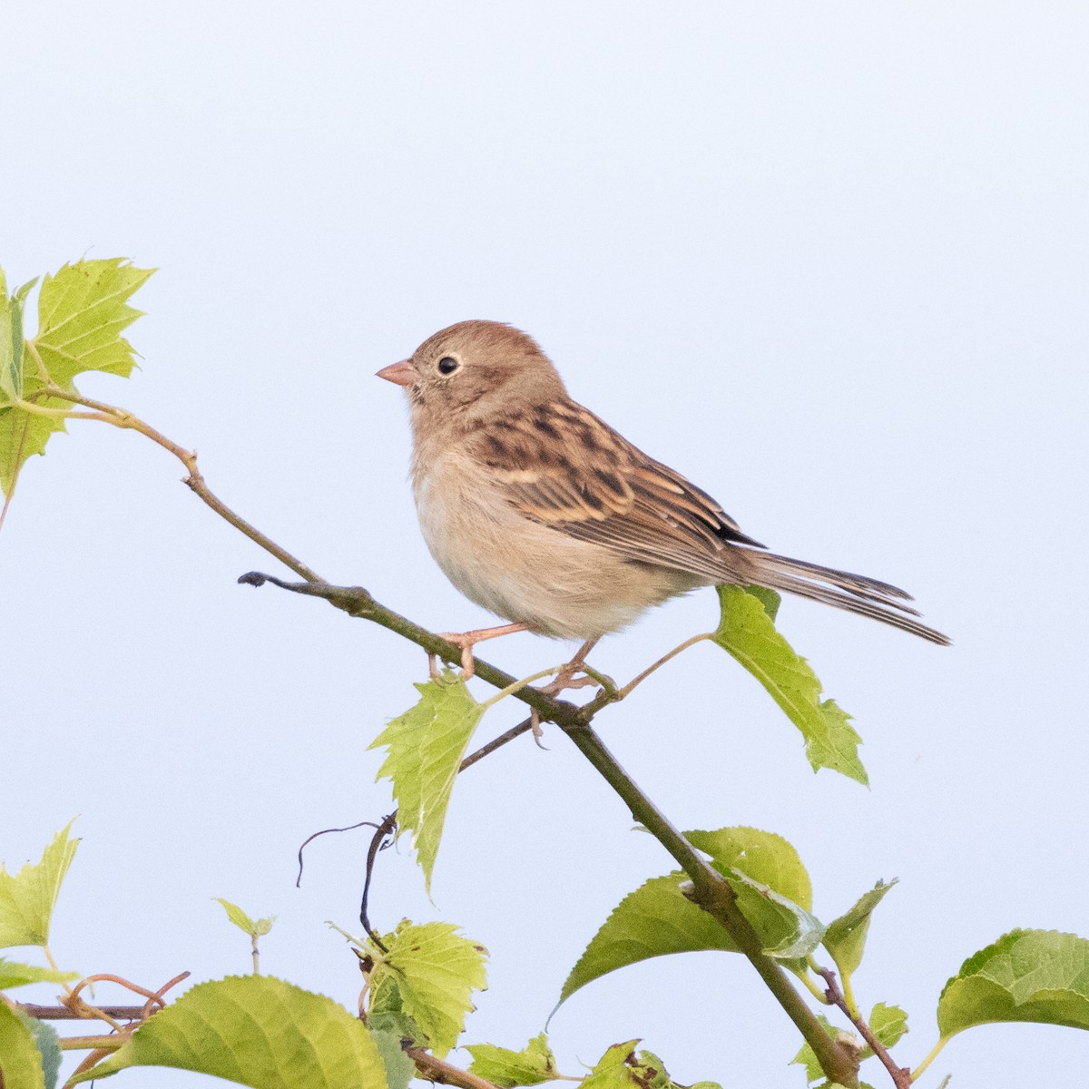 Field Sparrow - ML624038955