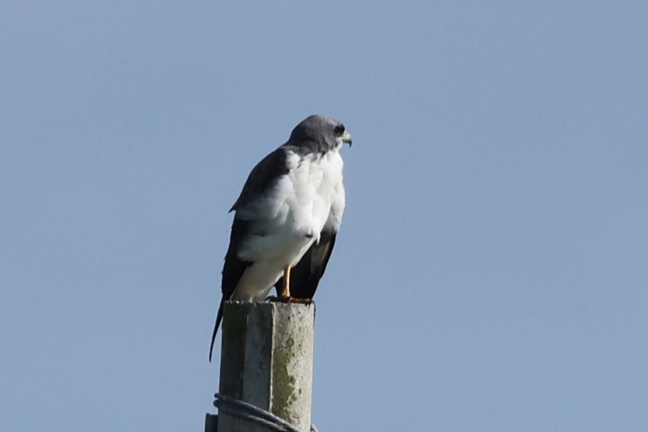 Weißschwanzbussard - ML624038959