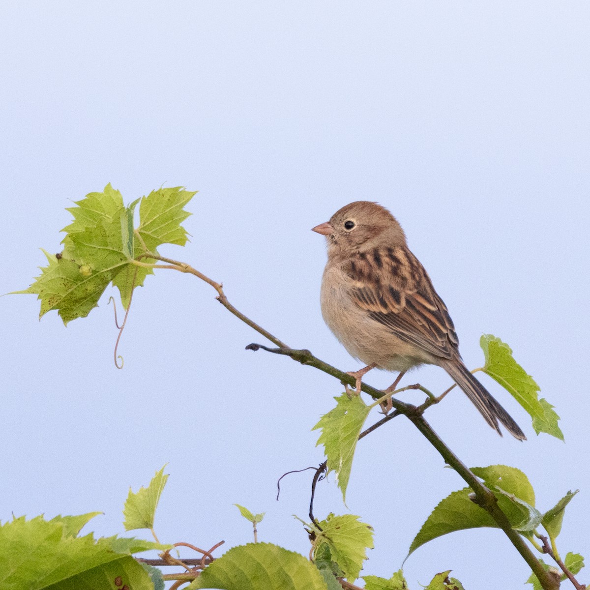 Field Sparrow - ML624038962