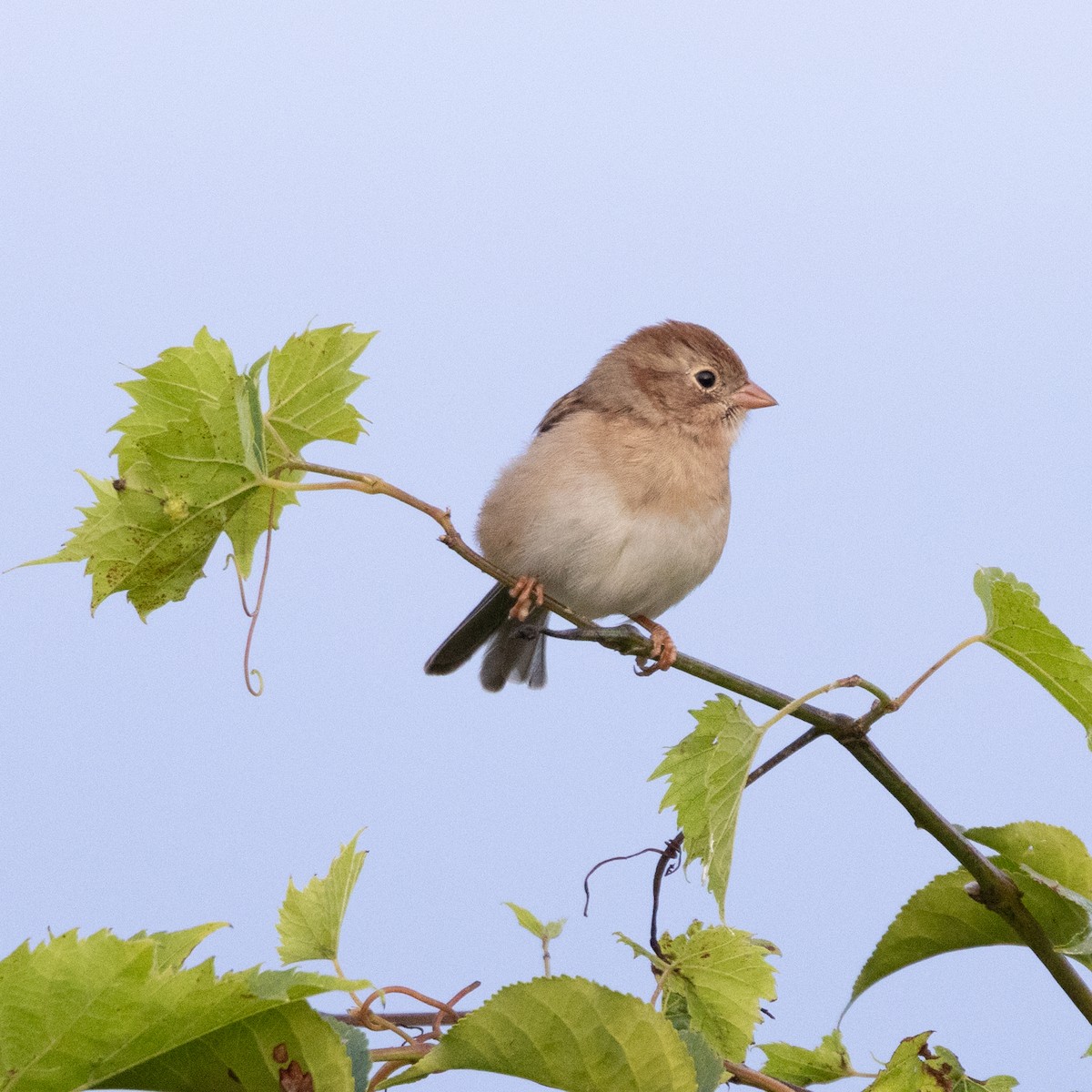 Field Sparrow - ML624038969