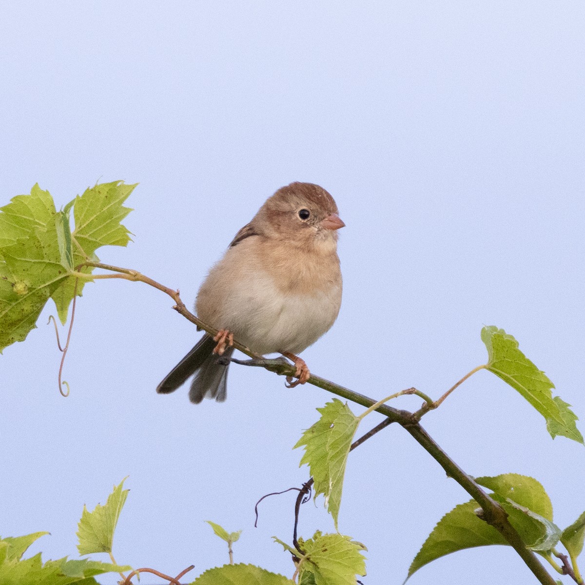 Field Sparrow - ML624038970