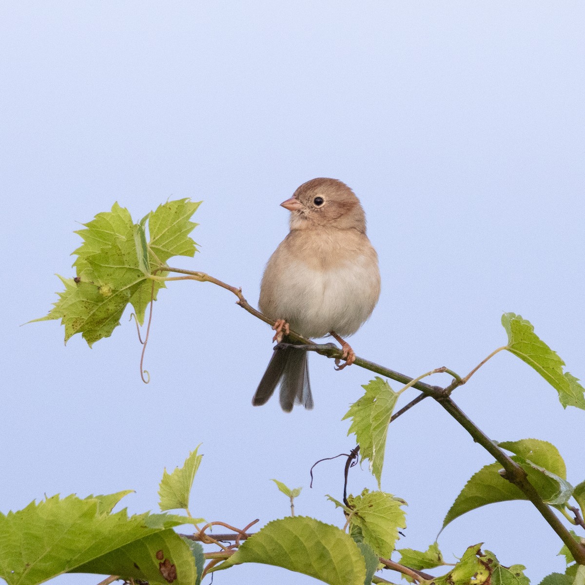 Field Sparrow - ML624038976