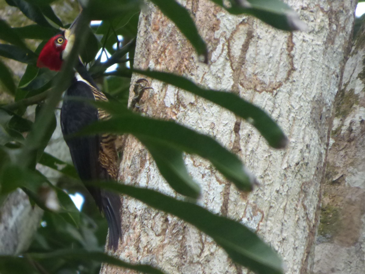 Crimson-crested Woodpecker - ML624038984