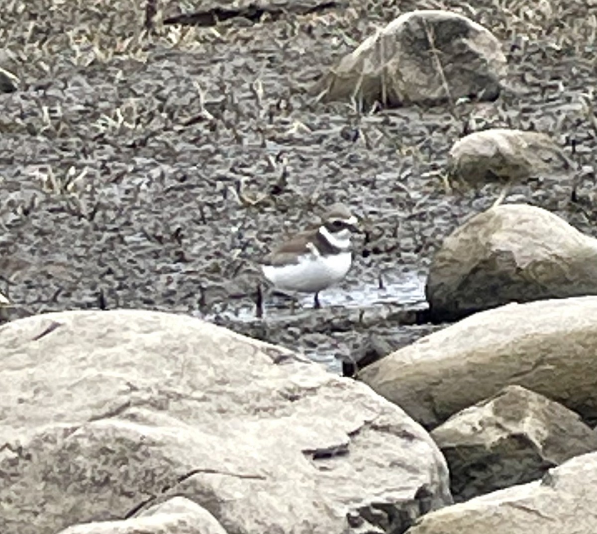 Semipalmated Plover - ML624038992