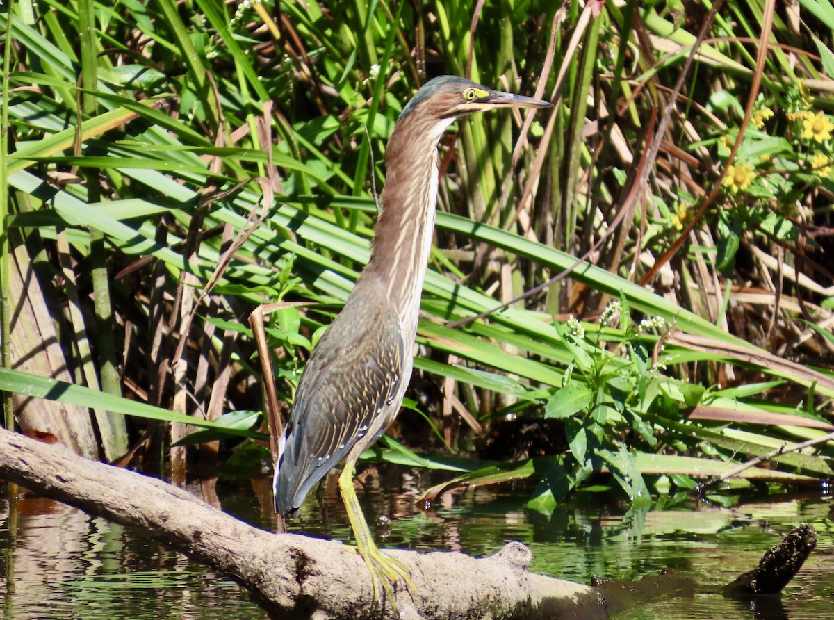 Green Heron - ML624039009