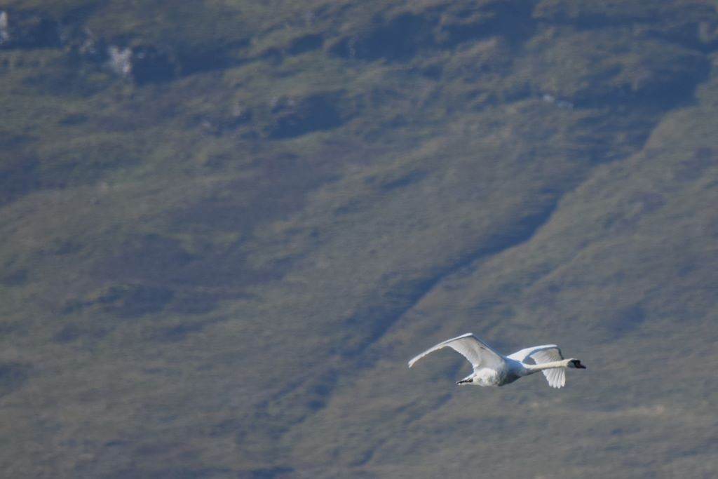 Mute Swan - ML624039027