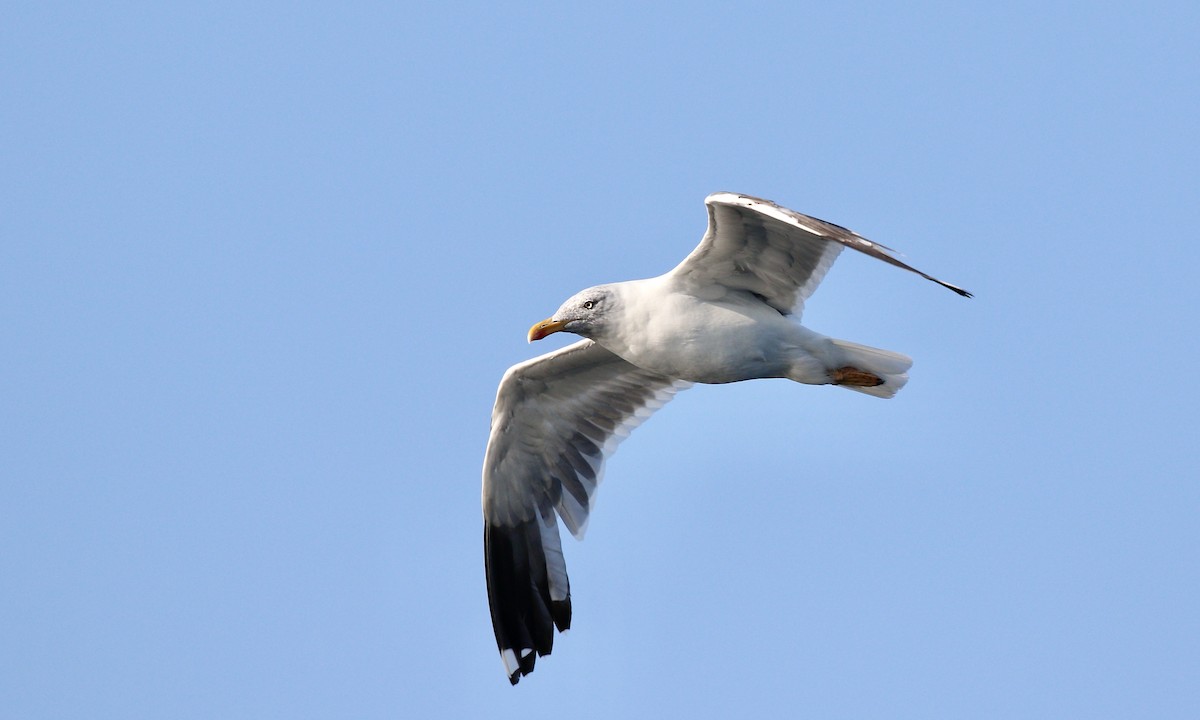 Lesser Black-backed Gull - ML624039028