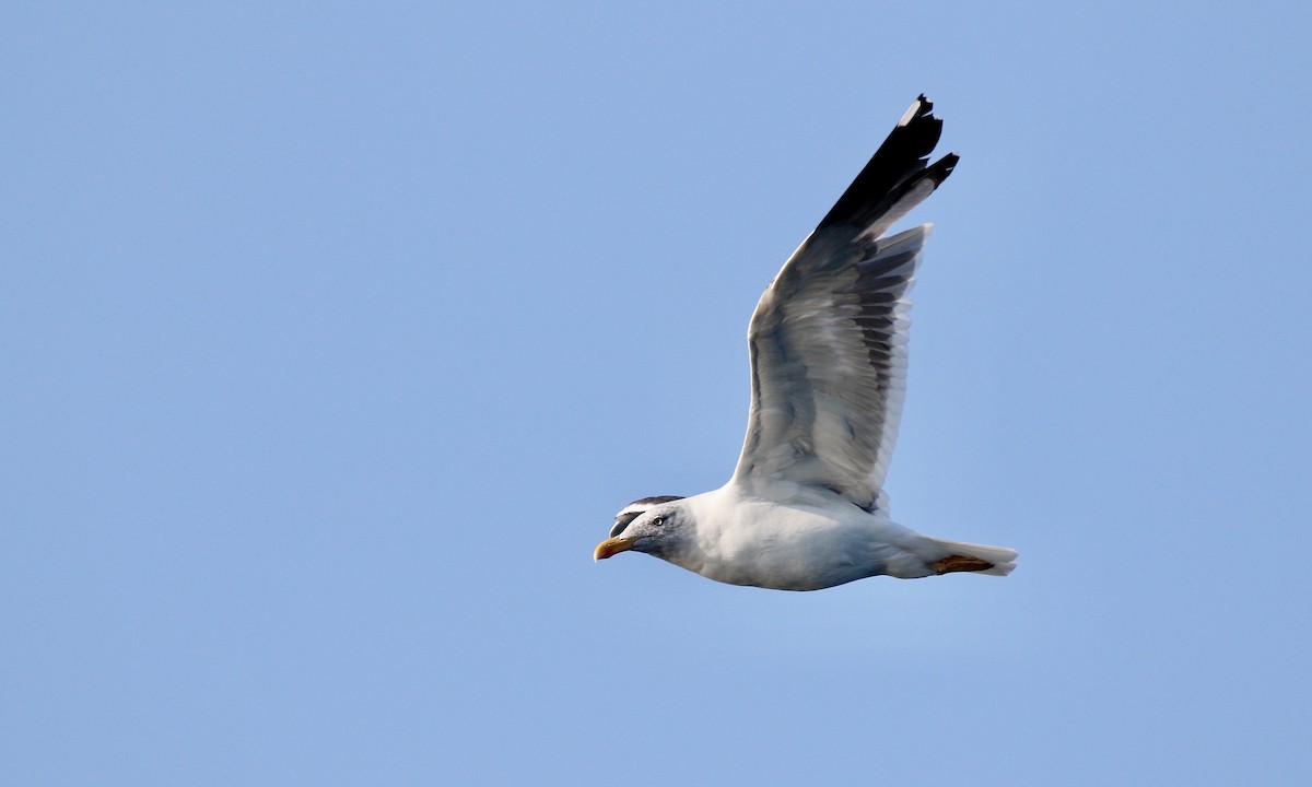 Lesser Black-backed Gull - ML624039029