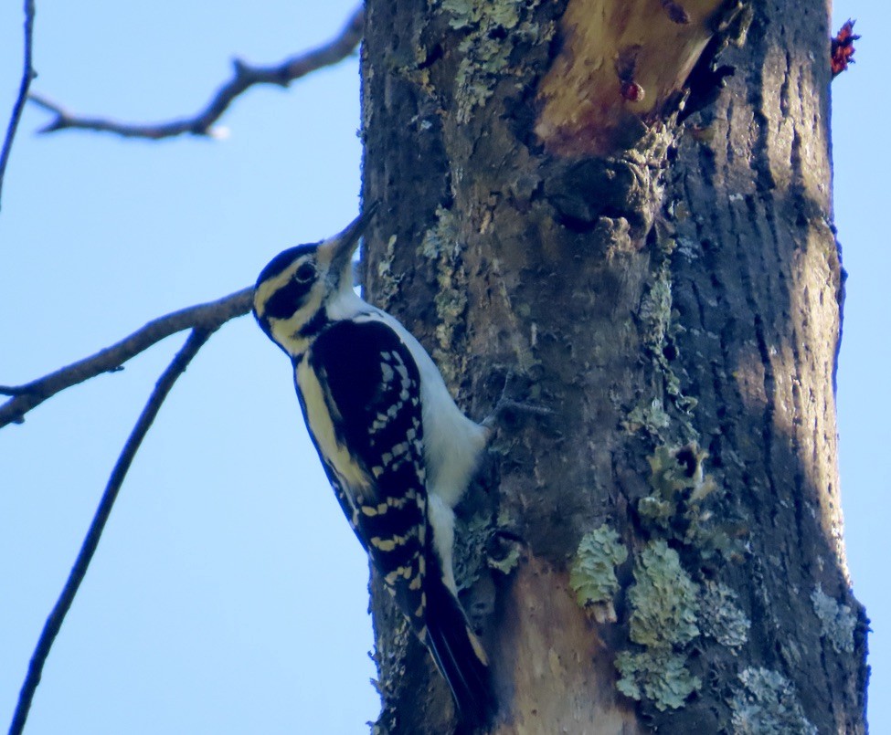 Hairy Woodpecker - Larry Trachtenberg