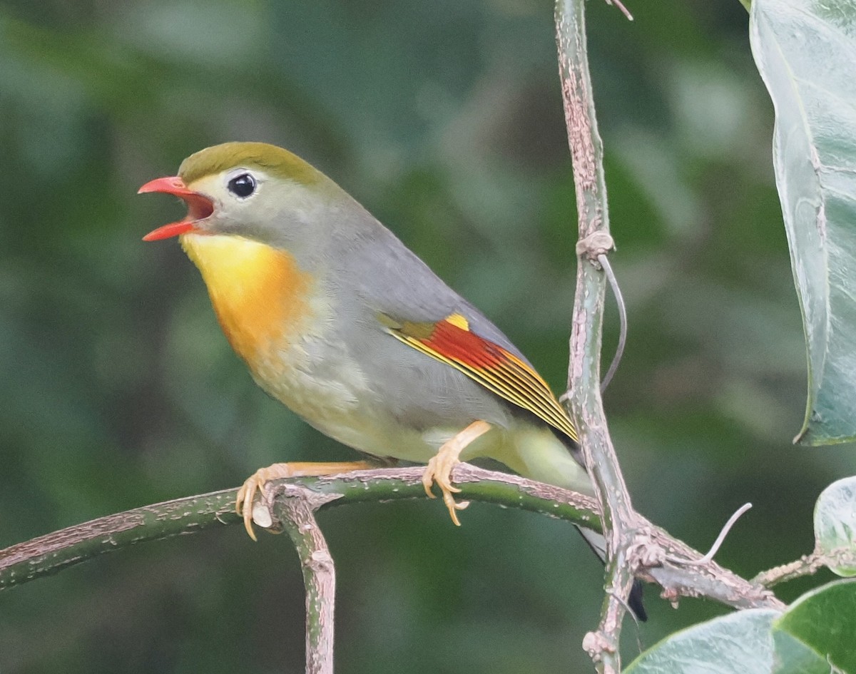 Red-billed Leiothrix - ML624039041