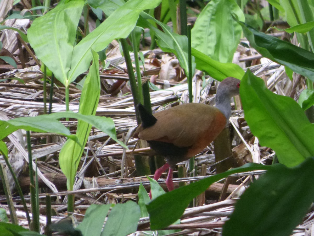 Gray-cowled Wood-Rail - ML624039046