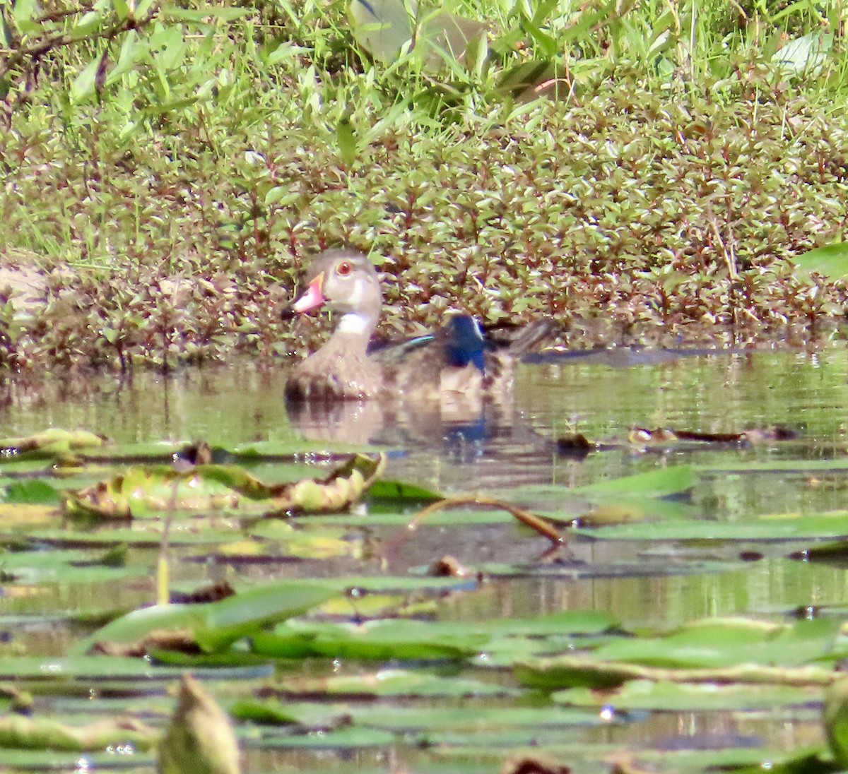 Wood Duck - ML624039048