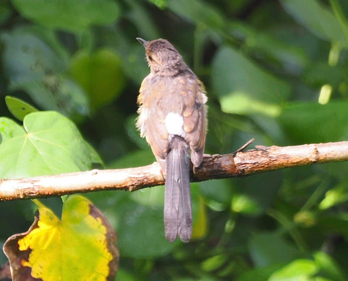 White-rumped Shama - ML624039070