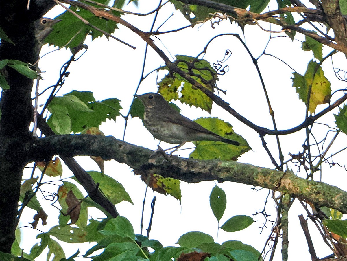 Swainson's Thrush - ML624039093