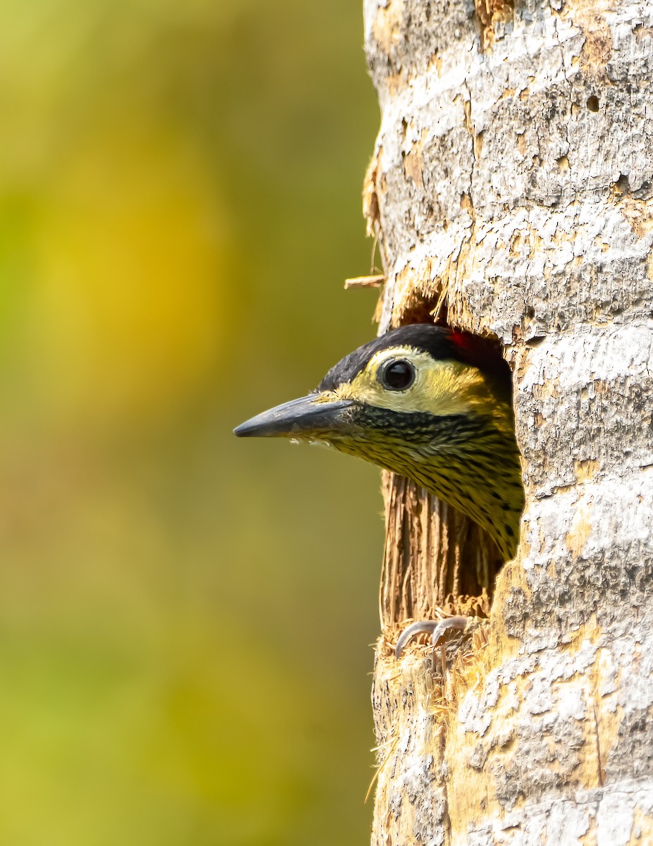 Green-barred Woodpecker - ML624039119