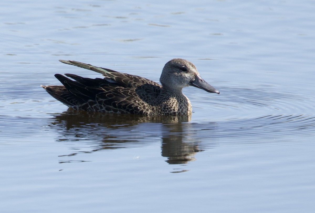 Blue-winged Teal - ML624039123