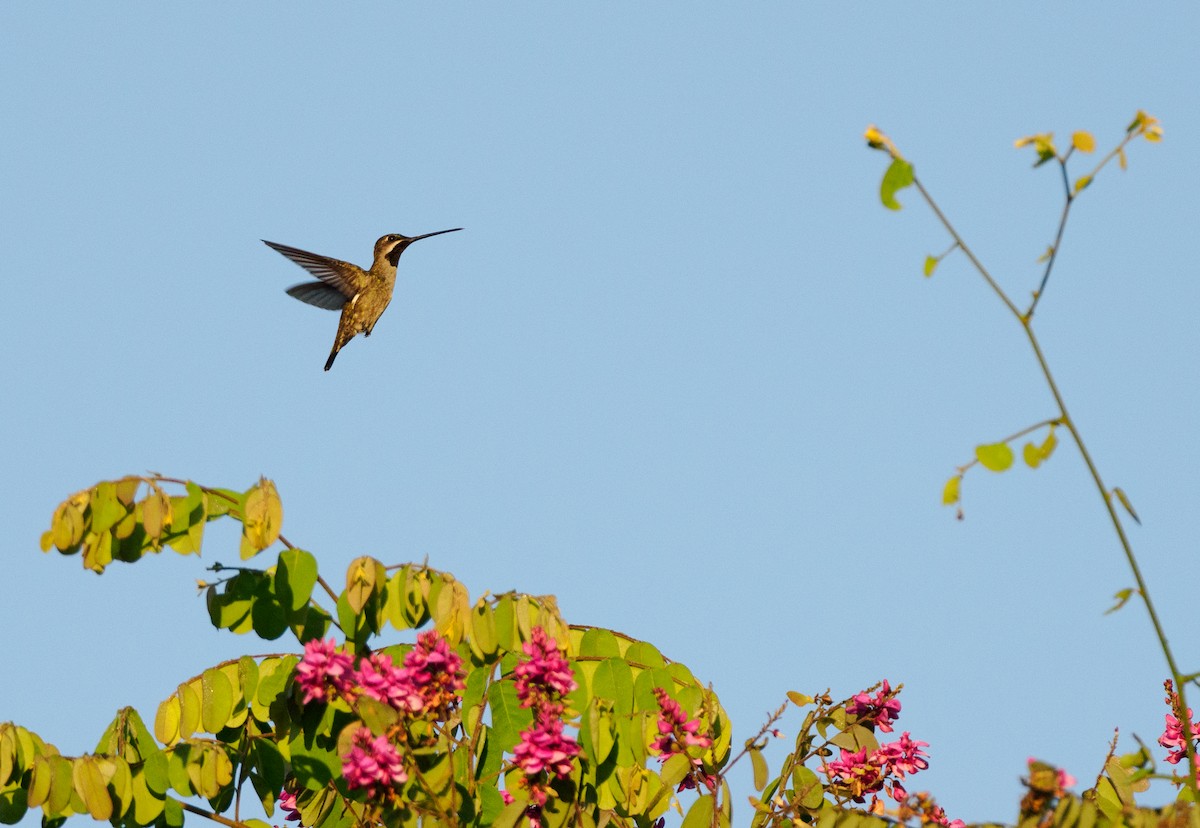 Long-billed Starthroat - ML624039137