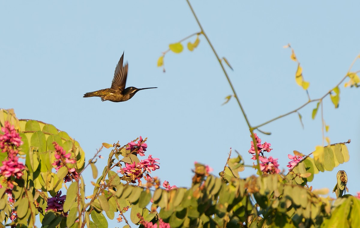 Long-billed Starthroat - ML624039139