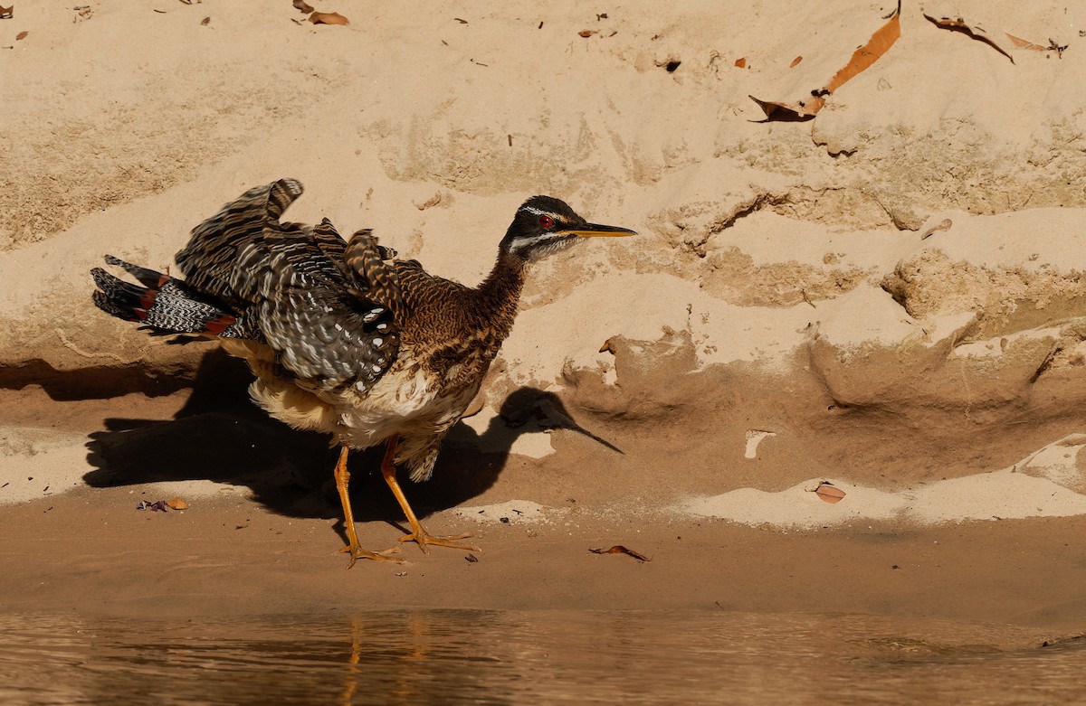 Sunbittern - ML624039152