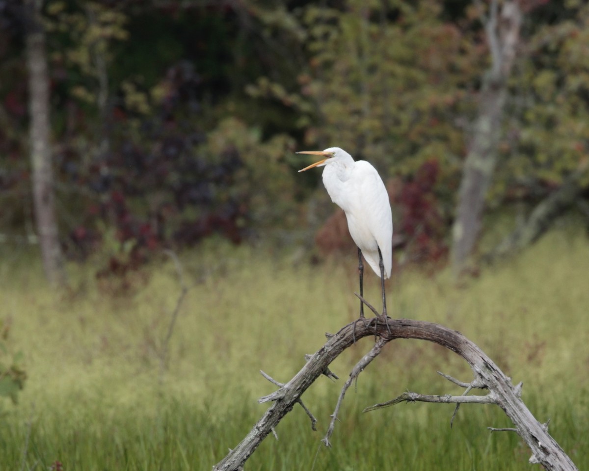 Great Egret (American) - ML624039168