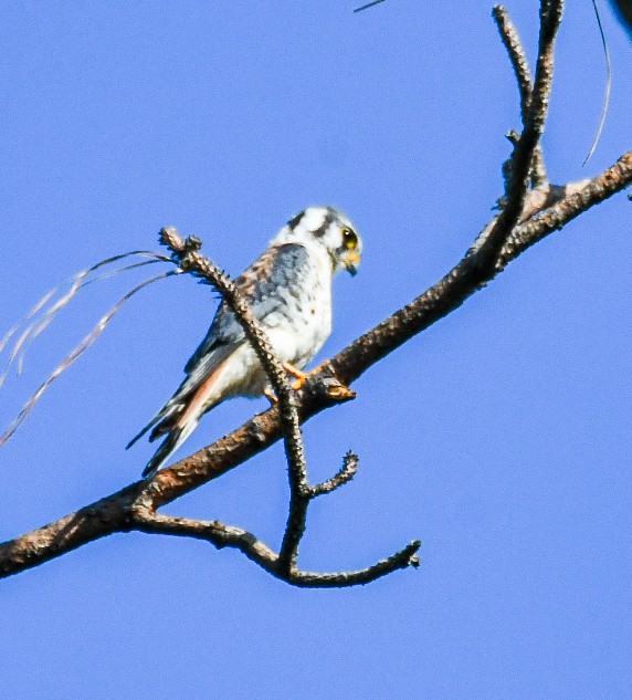 American Kestrel - ML624039173