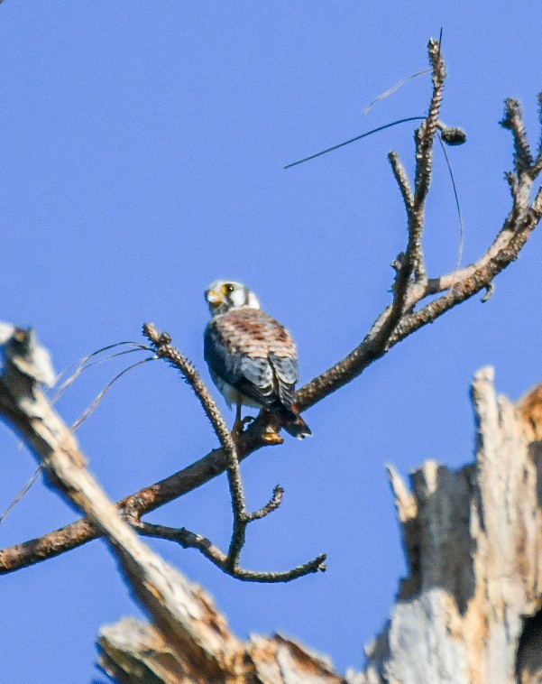 American Kestrel - ML624039174