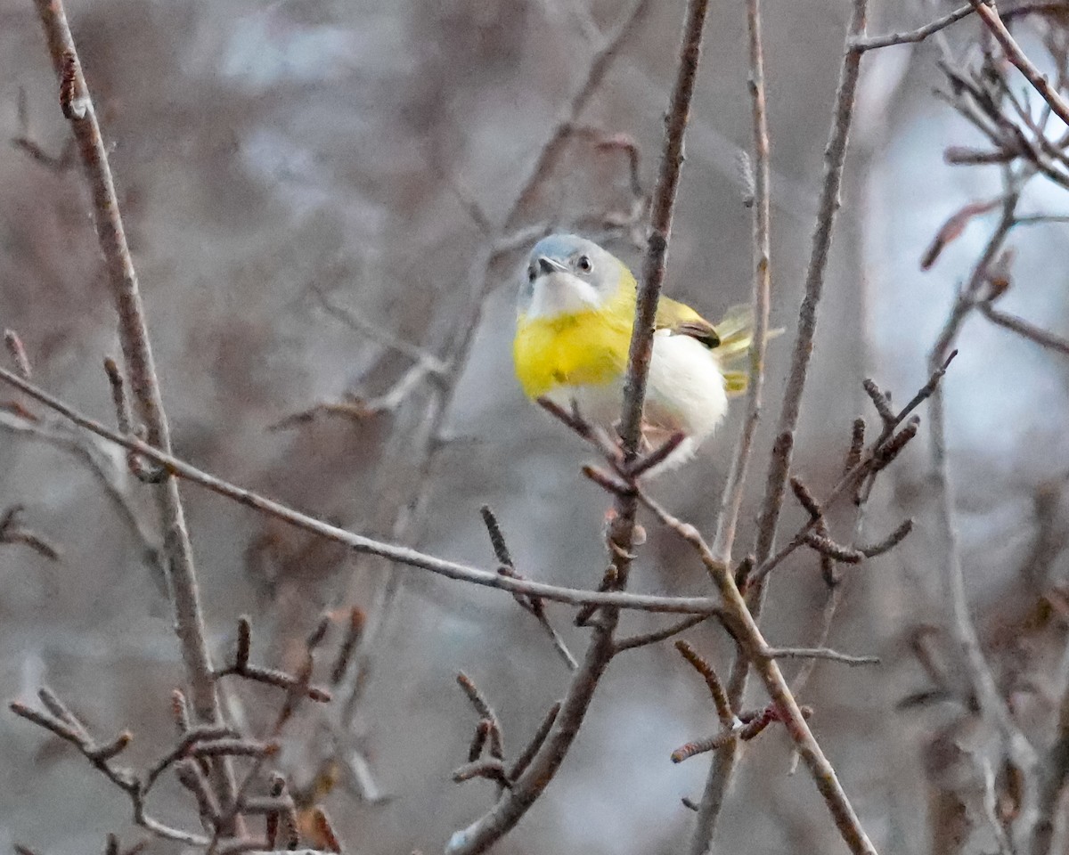 Yellow-breasted Apalis - ML624039182