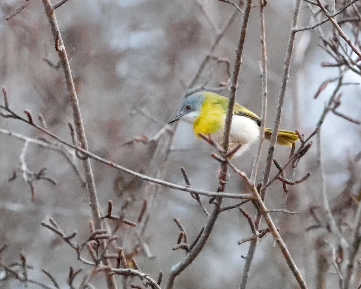 Yellow-breasted Apalis - ML624039188