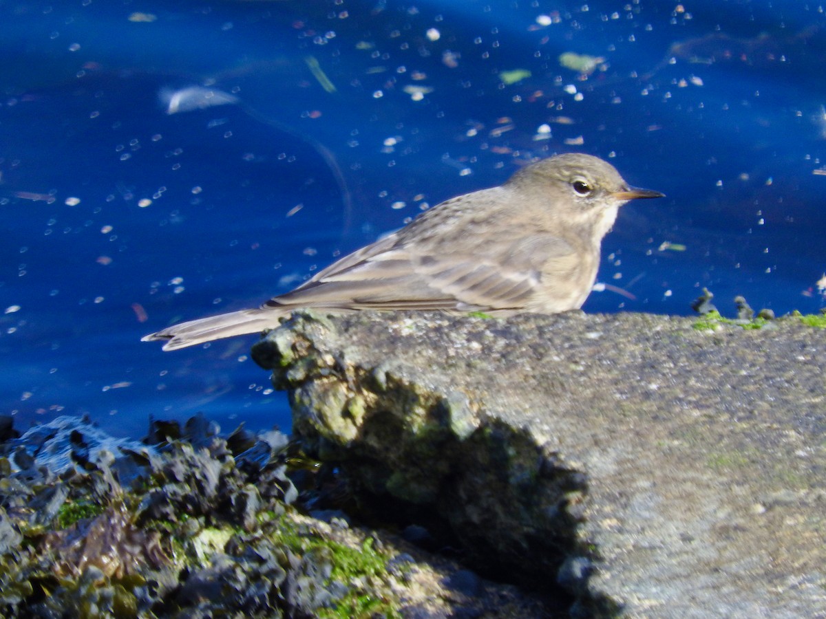 Meadow Pipit - ML624039211