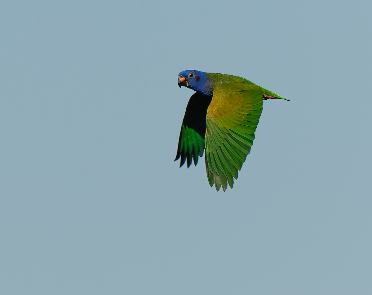 Blue-headed Parrot - ML624039212