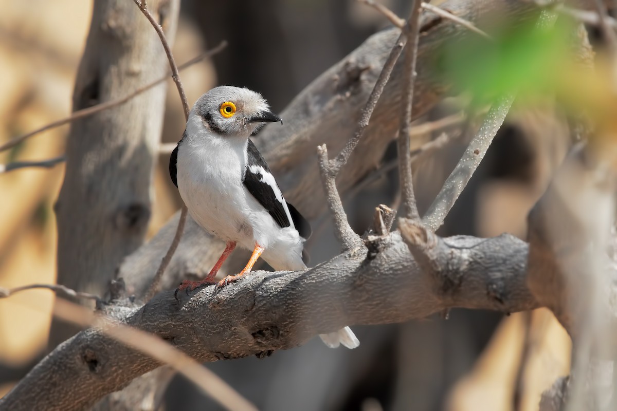 White Helmetshrike - Marco Valentini