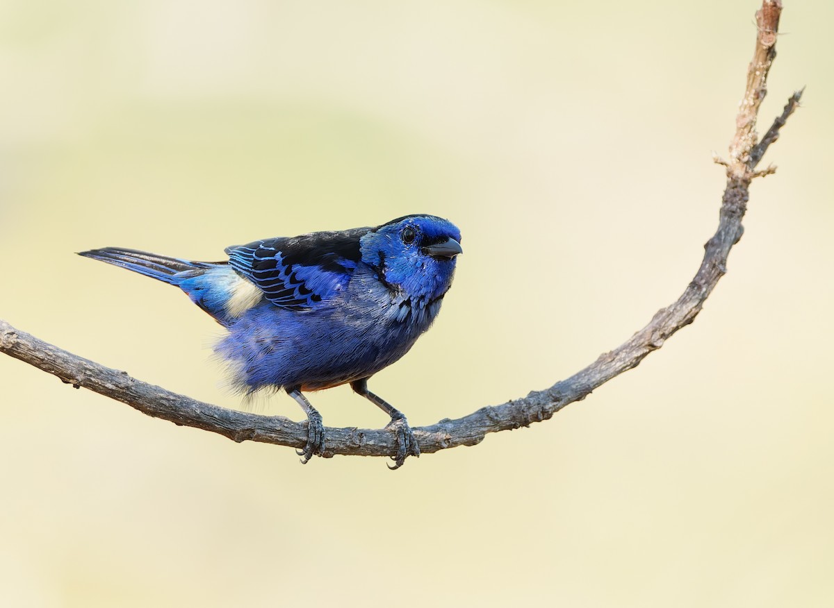 Opal-rumped Tanager (Opal-rumped) - ML624039238