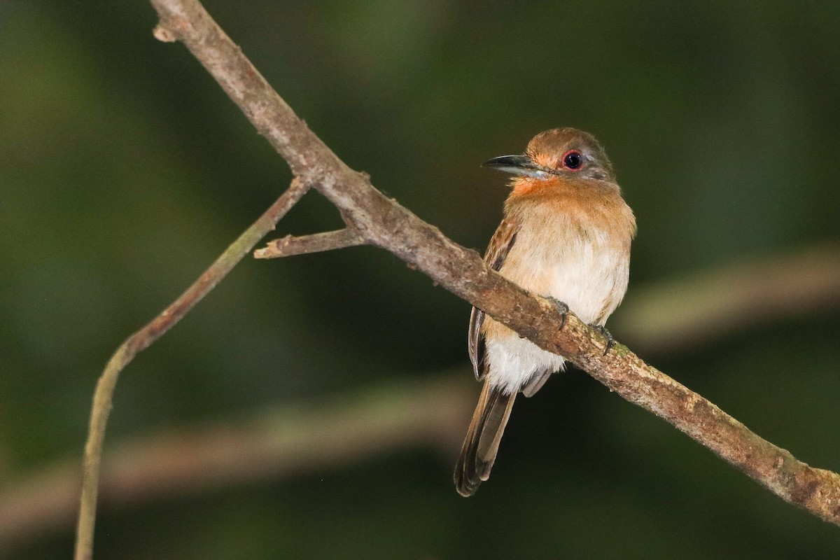 Fulvous-chinned Nunlet - ML624039244