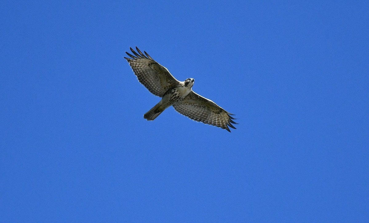 Red-tailed Hawk - ML624039252