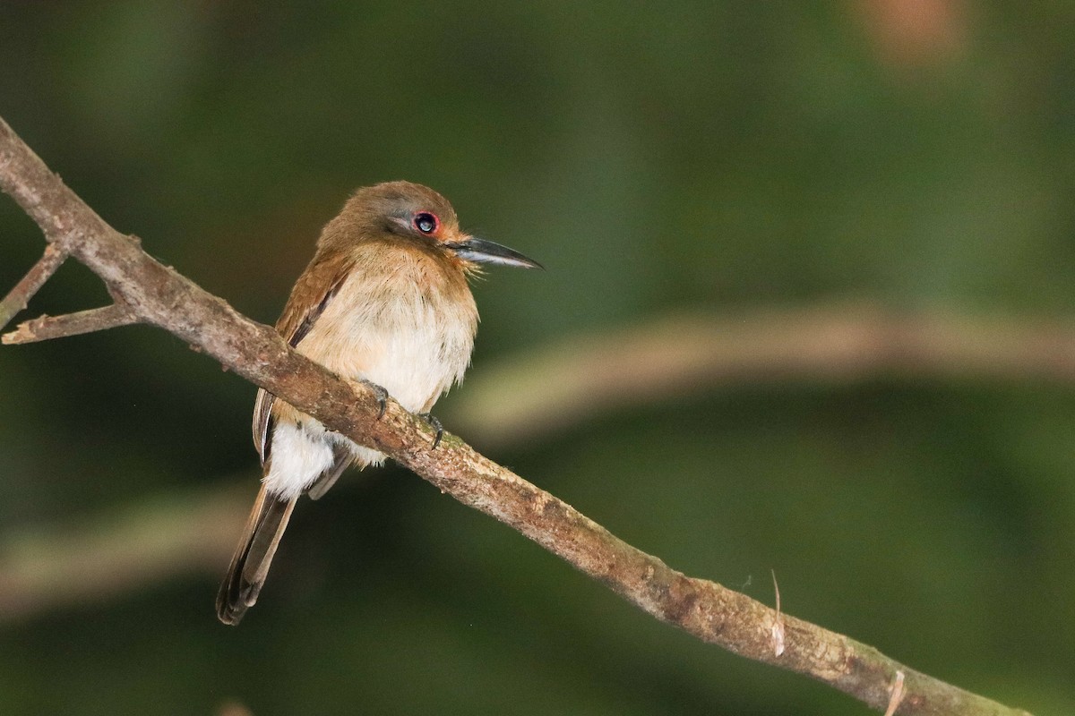 Fulvous-chinned Nunlet - ML624039253