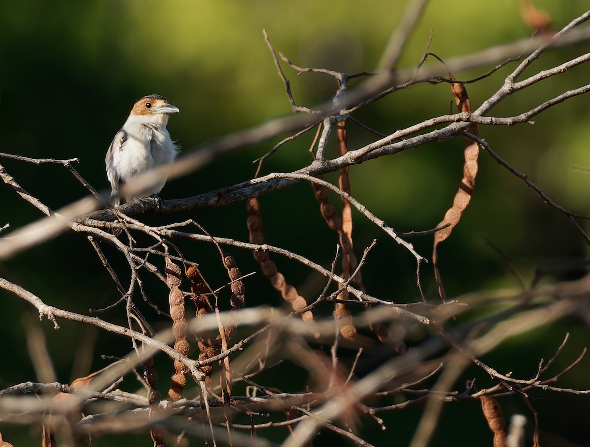 Black-crowned Tityra - ML624039255