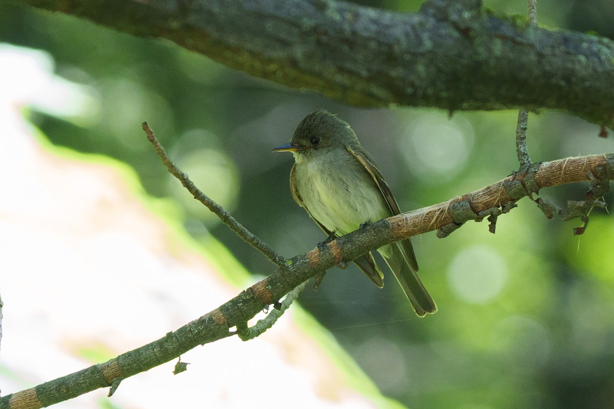 Eastern Wood-Pewee - Carl Bespolka