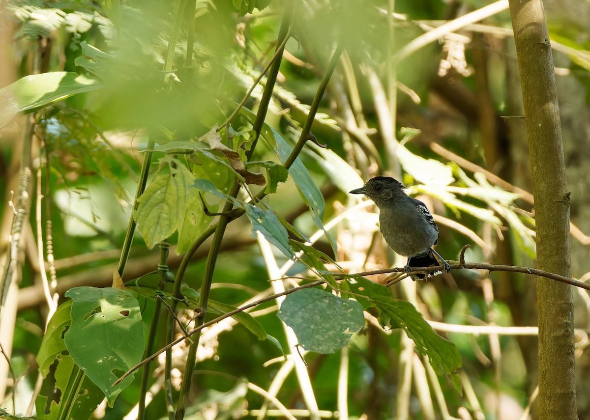 Natterer's Slaty-Antshrike - ML624039264