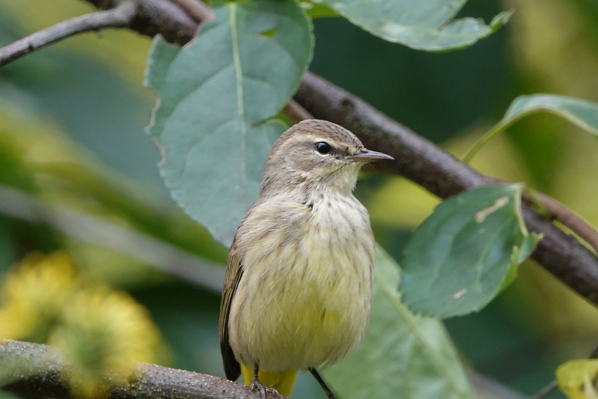 Palm Warbler - ML624039266