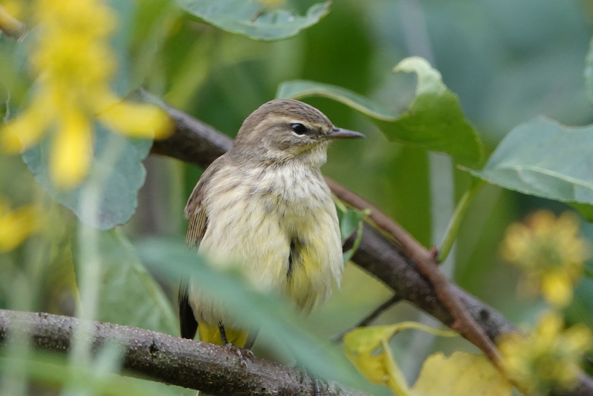 Palm Warbler - ML624039267