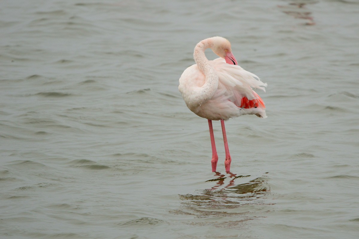 Greater Flamingo - ML624039281