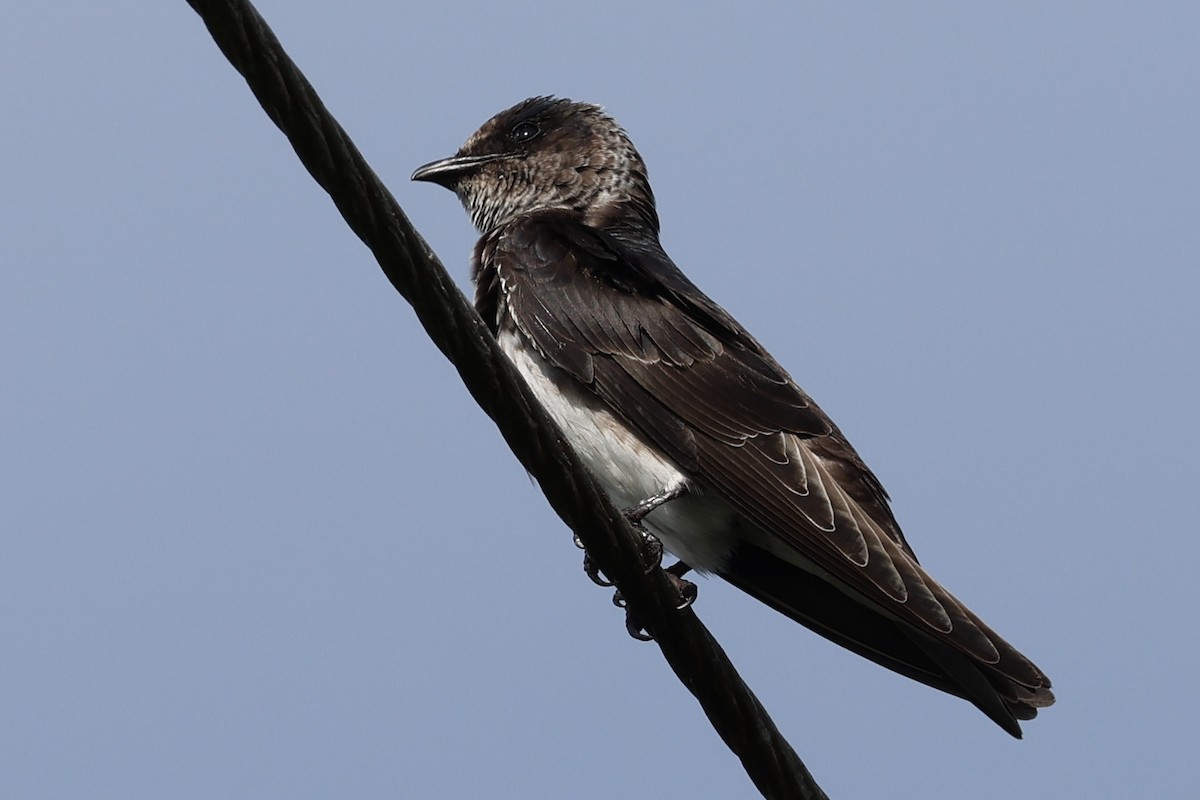 Purple Martin - ML624039322