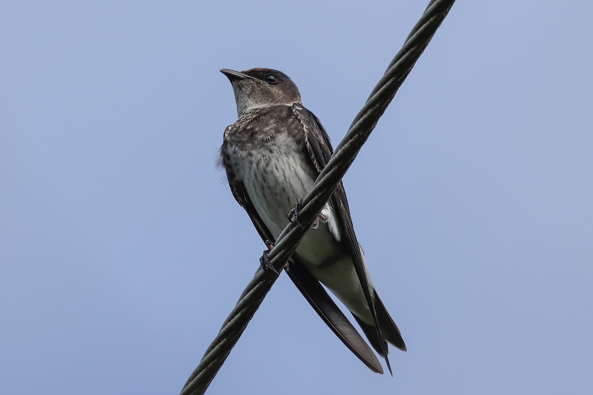 Purple Martin - ML624039323